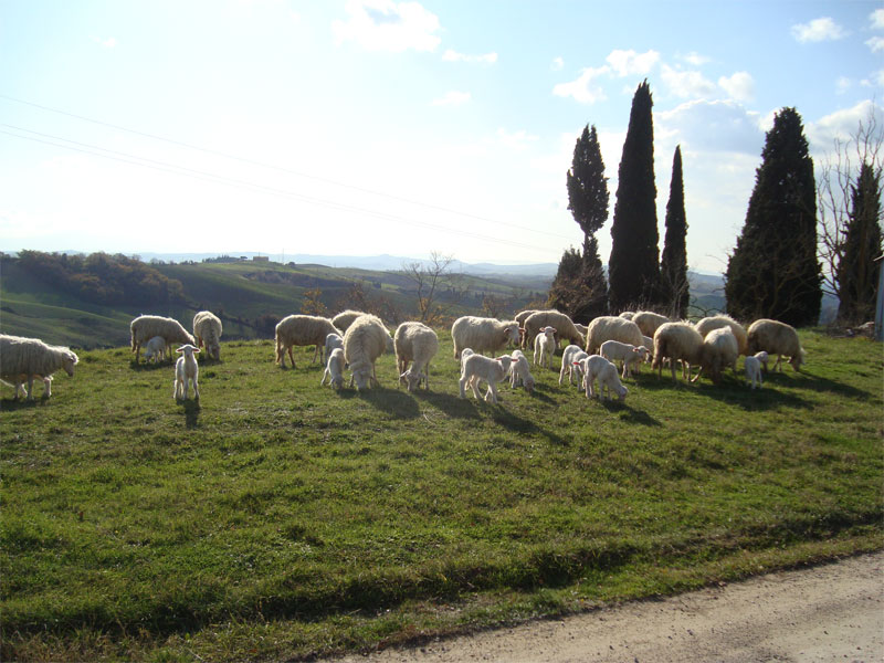 gal/2009/11 - Le escursioni della Ciclistica Valdarbia/DSC01533-01.jpg